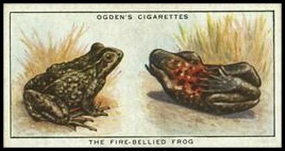 30 Fire Bellied Frog